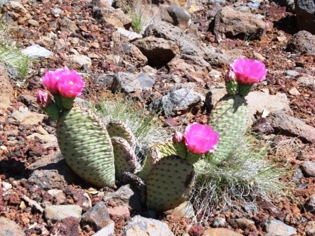 flowering cactus